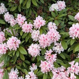 Meet your Posher, Sydney